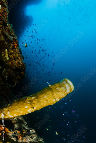Tube sponge on a deep coral reef wall