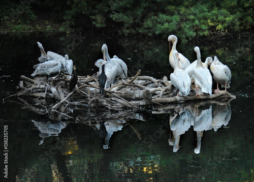 Pelicans on the lake         