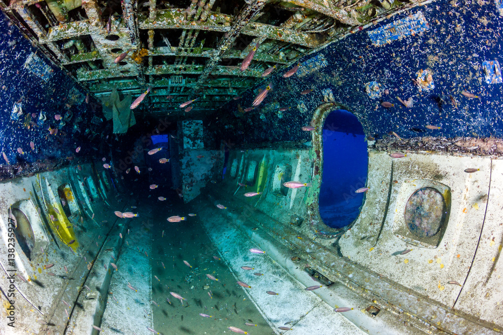 Fish swim around the interior cabin of an underwater airplane wreck