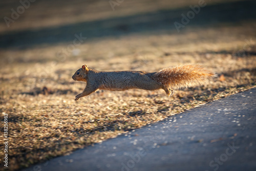 Leaping Squirrel