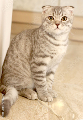 Grey British lop-eared kitten