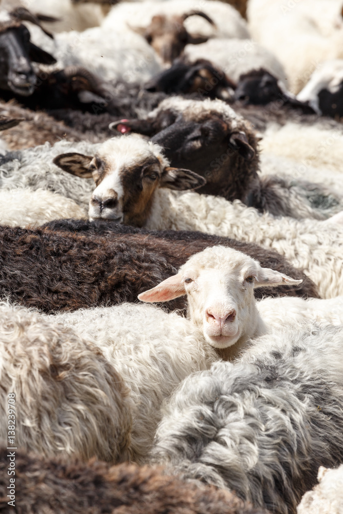 Obraz premium Sheep in nature. Many flock of sheep in mountains