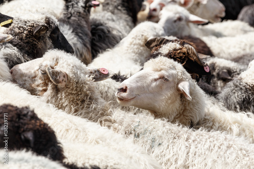 Sheep in nature. Many flock of sheep in mountains