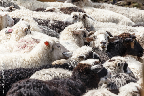 Sheep in nature. Many flock of sheep in mountains