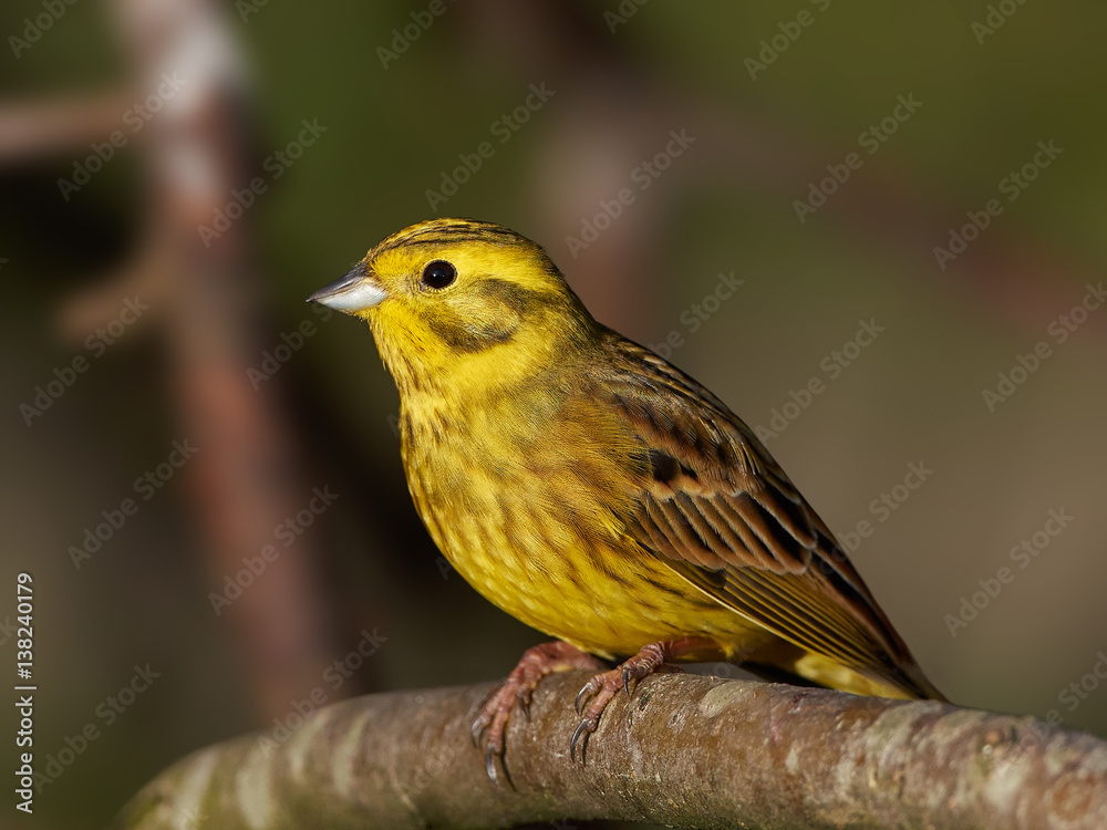Obraz premium Yellowhammer (Emberiza citrinella)