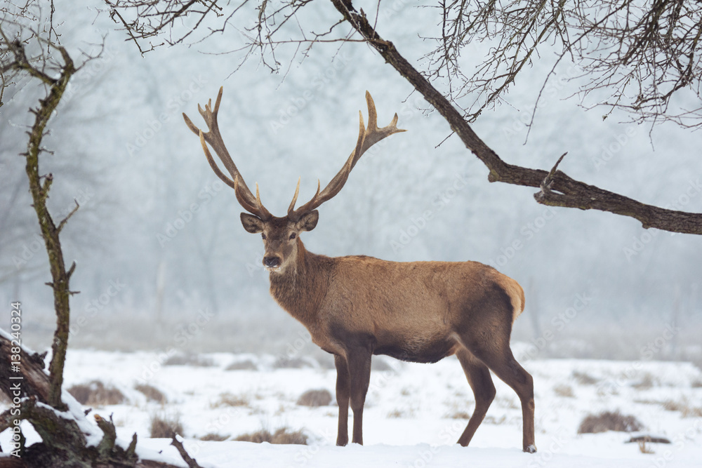 Red deer in winter Red deer in winter