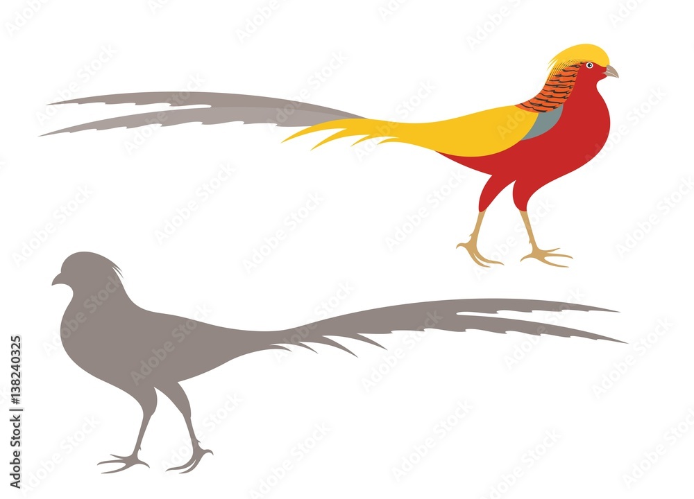 Fototapeta premium Pheasant