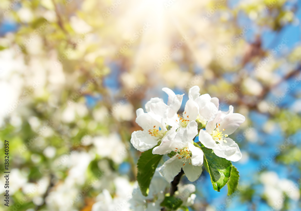 blurred apple tree background. Spring flowers on beautiful sunny day blurred apple tree background. Spring flowers on beautiful sunny day