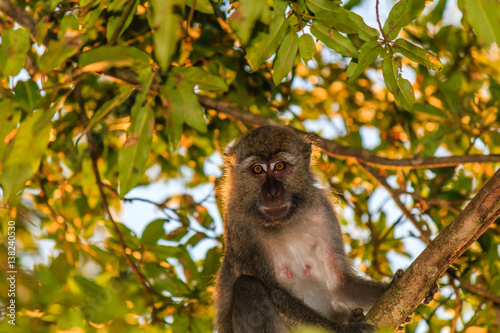 Female long-tailed Macaque in a tree
