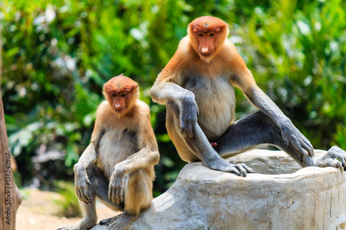 Two young Proboscis Monkeys in Borneo. Palm oil plantation and logging is having a severe impact on the habitat of this species of monkey