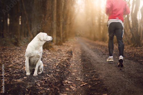 Labrador retriever Hund schaut beim Spaziergang im Wald einem Jogger hinterher