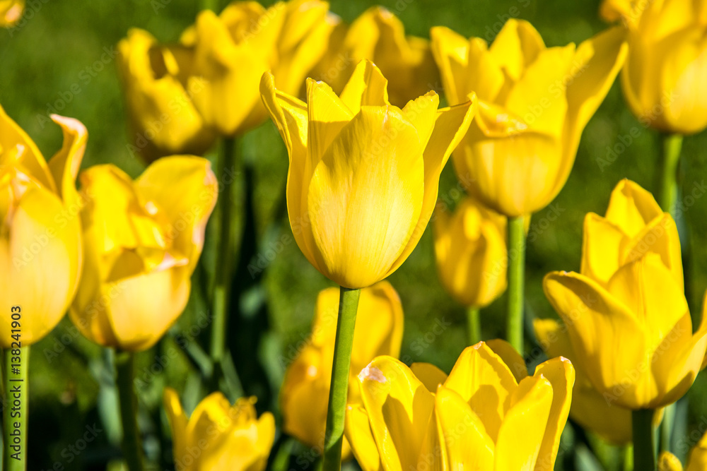 Tulips in spring Tulips in spring