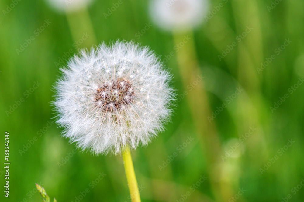 Dandelion 