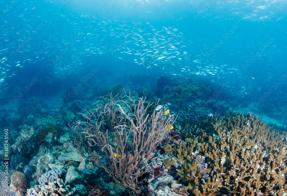 Naklejka premium School of Sardines swim over a tropical coral reef on a dark afternoon