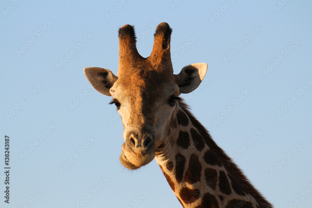 Plakat Porträt einer Giraffe im Chobe Nationalpark