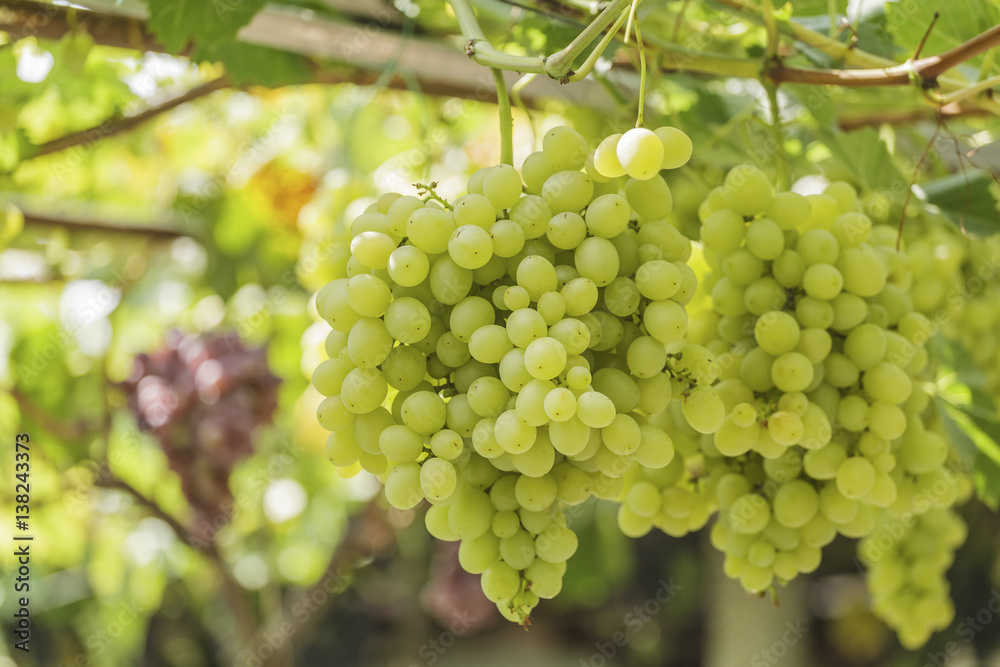 Bunch of white grapes