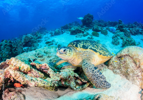 Sea turtle on a damaged coral reef
