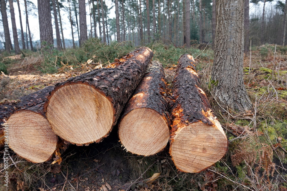 Ends of cut down pine trees on the edge of a forest