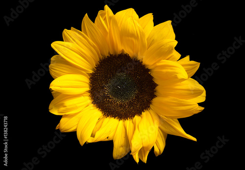 Close-up of vibrant sunflower on pure black background.