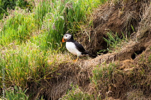 Puffin standing in front of a nest looking down photo