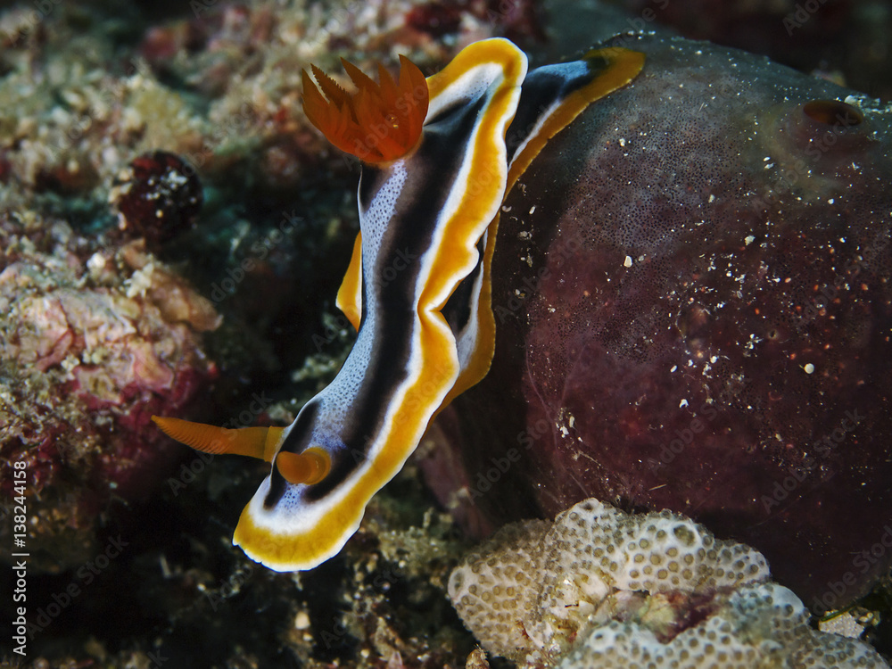 Fototapeta premium Anna's Chromodoris, Anna`s Prachtsternschnecke (Chromodoris annae)