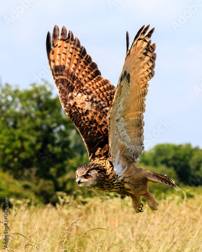 Eagle Owl flying