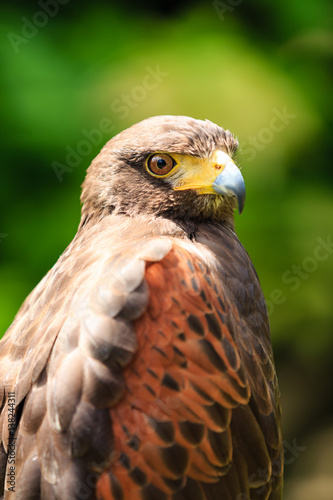 Close up of a Falcon