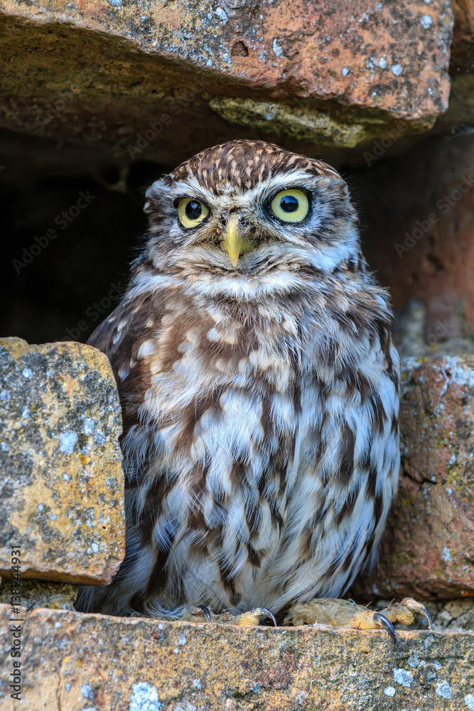 Fototapeta premium Little Owl in a hole in a wall