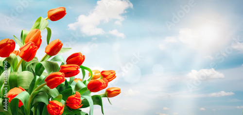 Tulips on sky background