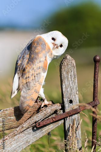 Barn owl on a fence