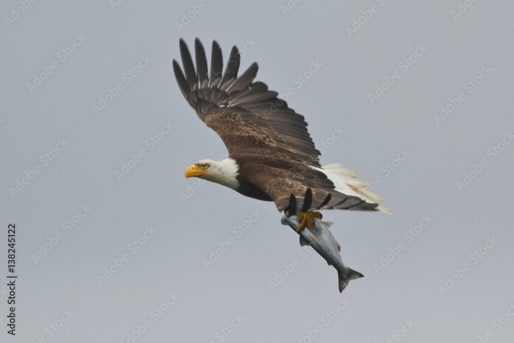 Obraz premium Bielik Z Rybą