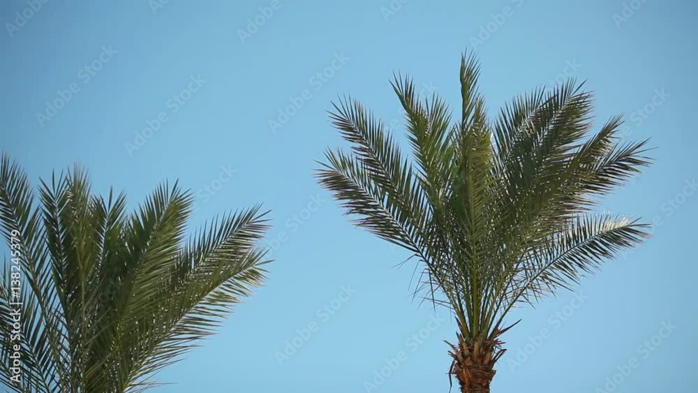 Video 1080p - Swaying palm tree against the blue sky Video 1080p - Swaying palm tree against the blue sky