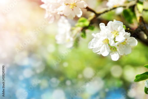 blurred apple tree background. Spring flowers on beautiful sunny day © candy1812