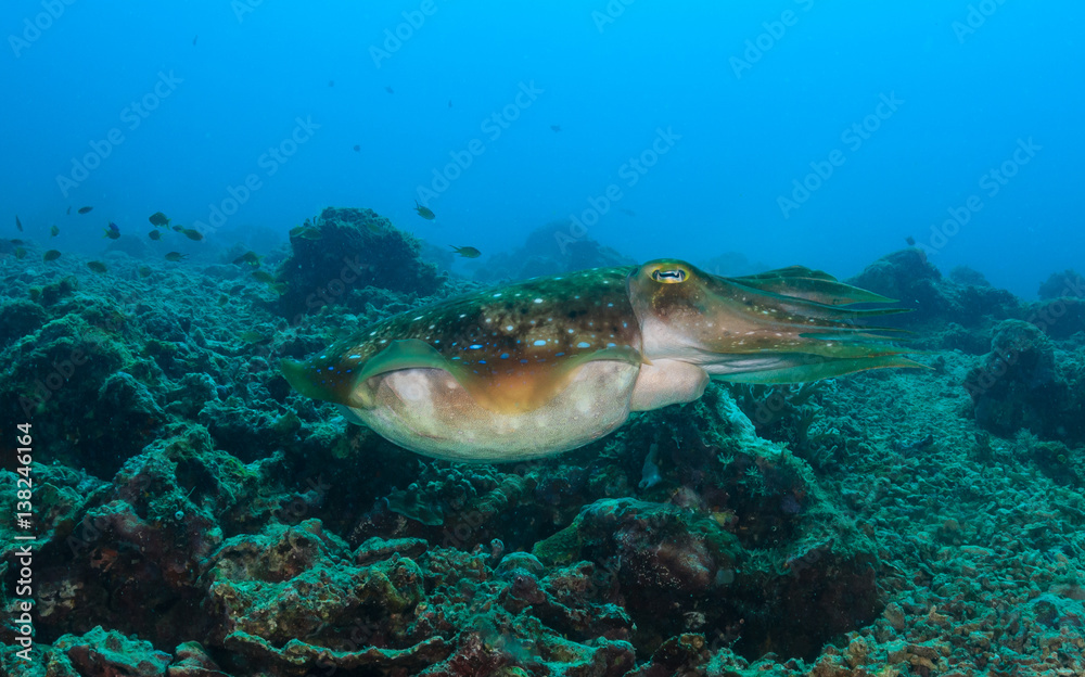 Obraz premium Cuttlefish on a reef