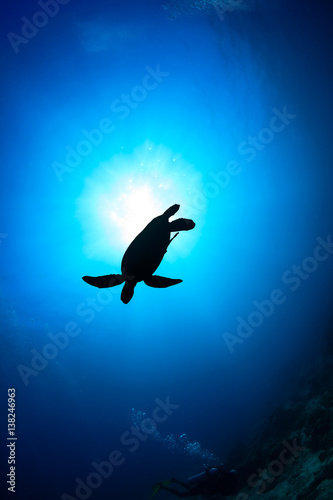 Silhouette of a Sea Turtle with sunburst behind and SCUBA diver