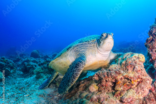 Green Turtle on a coral reef on a dark afternoon