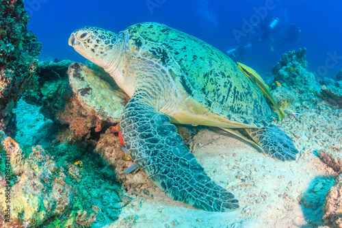 Green Turtle with background SCUBA divers