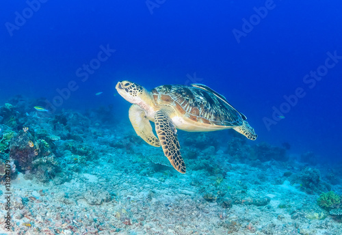 Green Sea Turtle on a tropical reef © whitcomberd