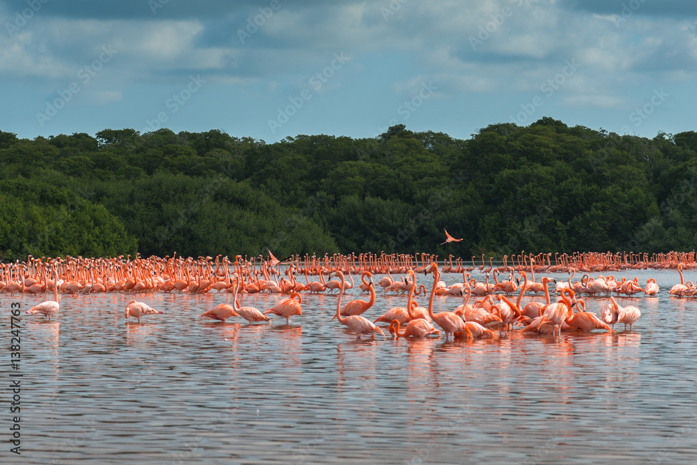Obraz premium View of pink flamingos in Celestun, Mexico