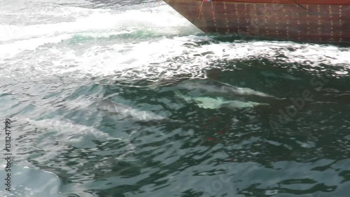 dolphins in Khasab in Oman