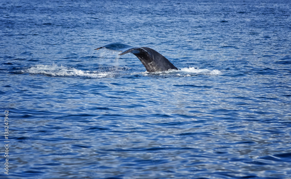 Fototapeta premium Whale Tail