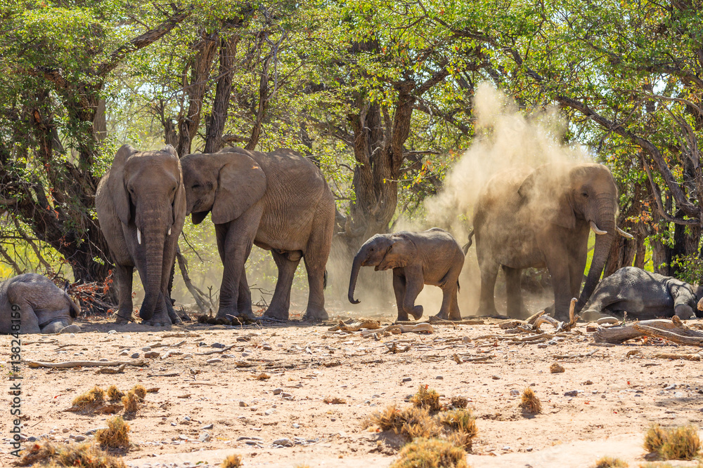 Fototapeta premium Afrikanische Elefanten (Loxodonta africana) im Aba Huab Trockenflussbett