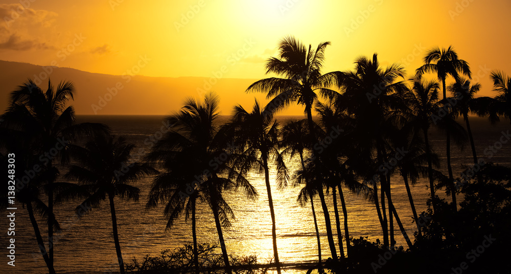 yellow sunset and palm tree