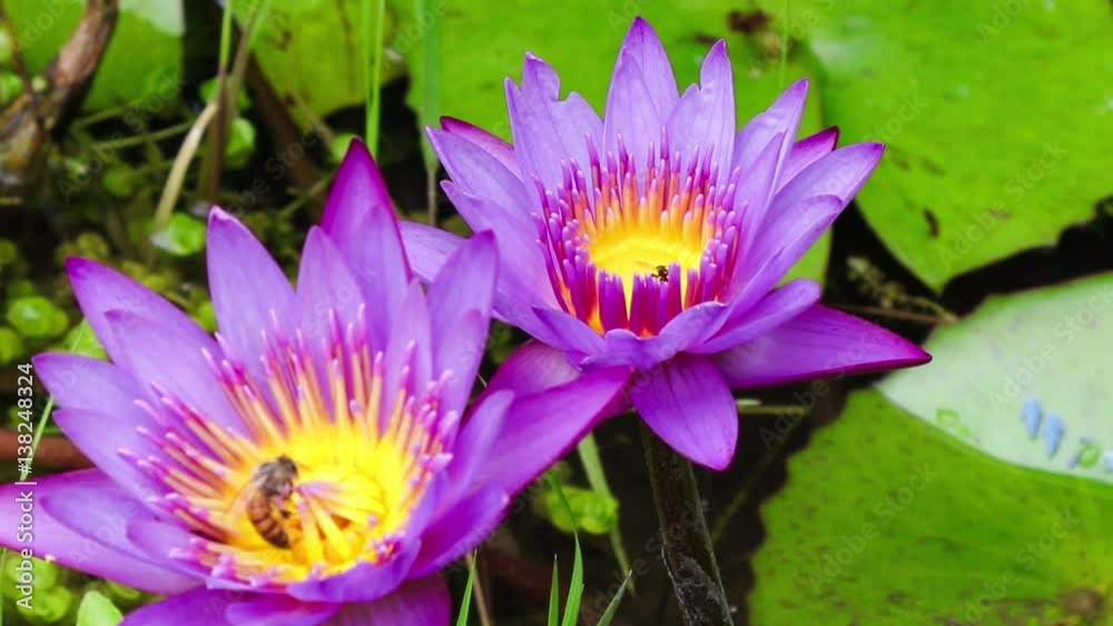 Flores de vitória-régia.