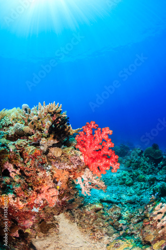 Brightly colored soft corals and sunbeams on a tropical reef