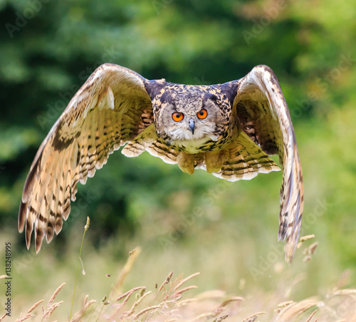 European Eagle Owl in flight over a meadow

