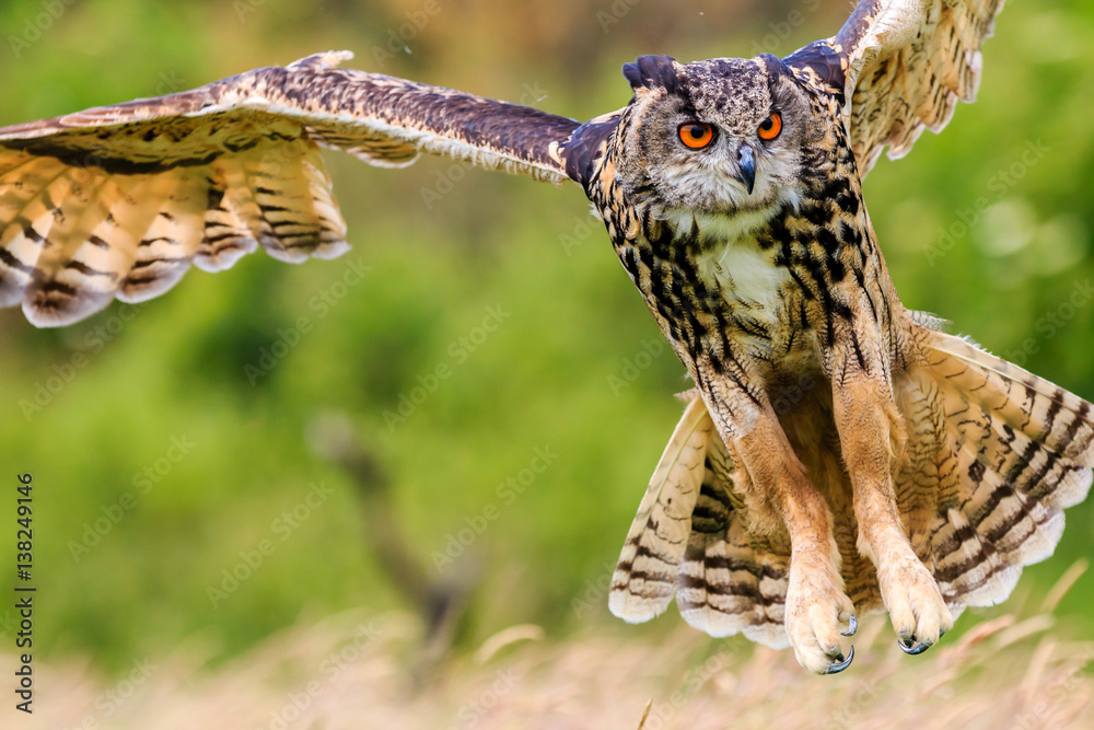 Fototapeta premium Eagle Owl swoops in low hunting its prey