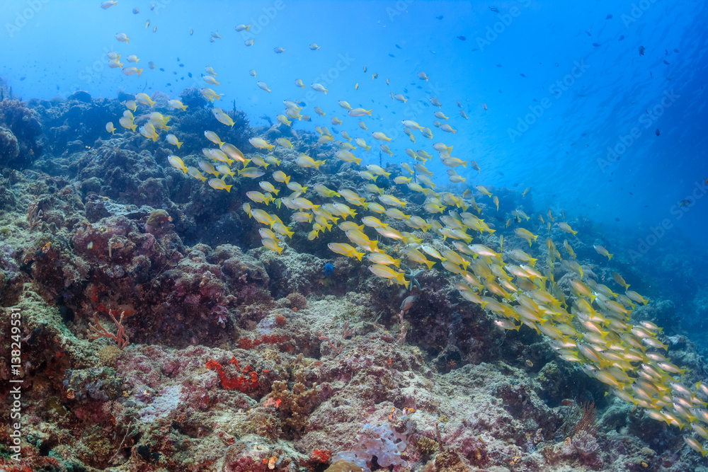Fototapeta premium Shoal of Snapper on a tropical coral reef
