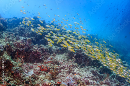 Shoal of Snapper on a tropical coral reef