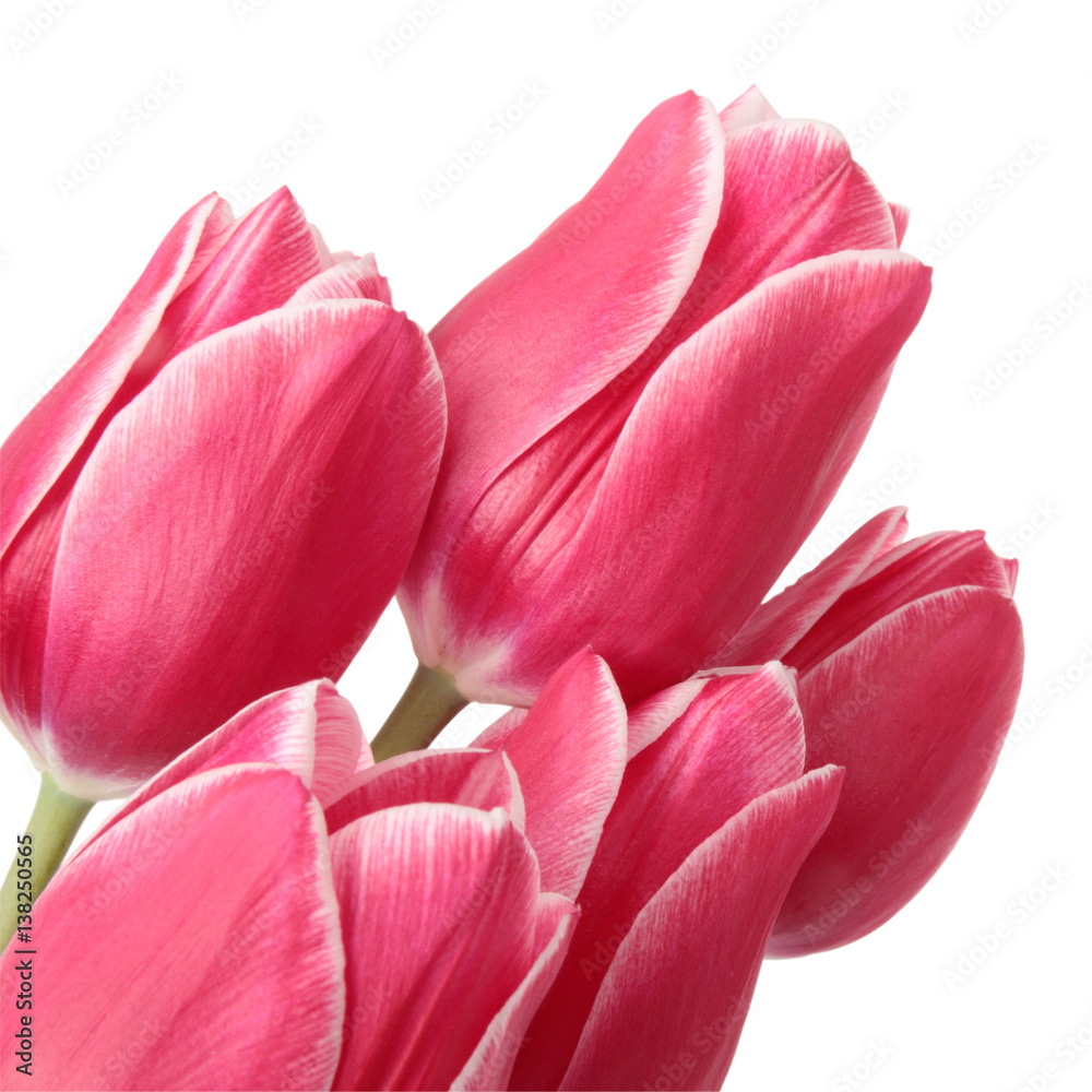 Fototapeta premium Tulips